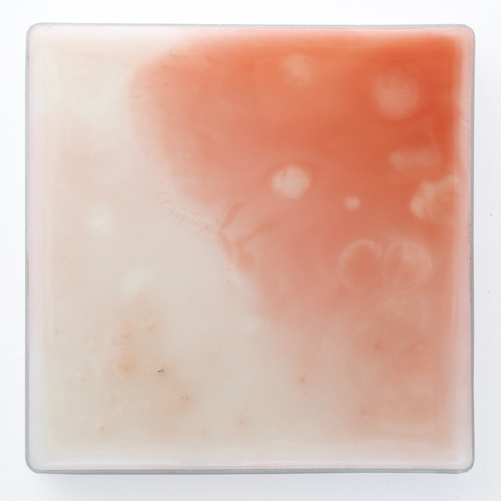 Pink on white agar plate.
