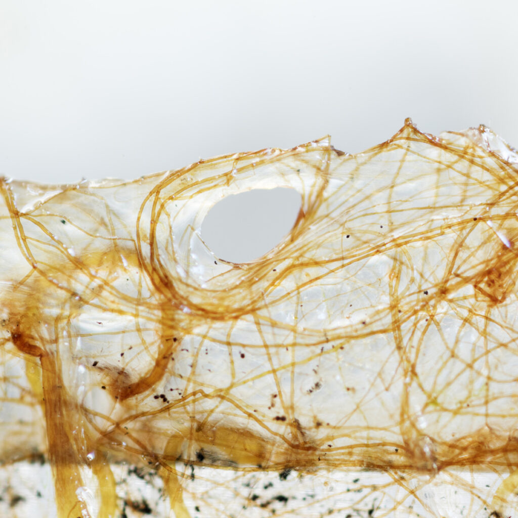 5. SIENIRIHMASTO (Mycelium) 
